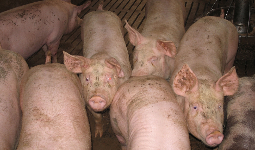 Productores alertan por la falta de respuestas del Senasa a la “aftosa” porcina