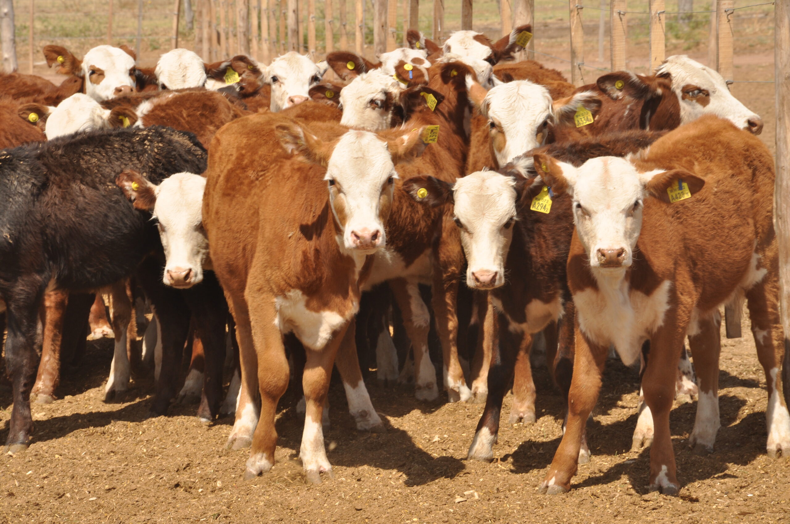 Agricultura levantó la prohibición de exportar ganado