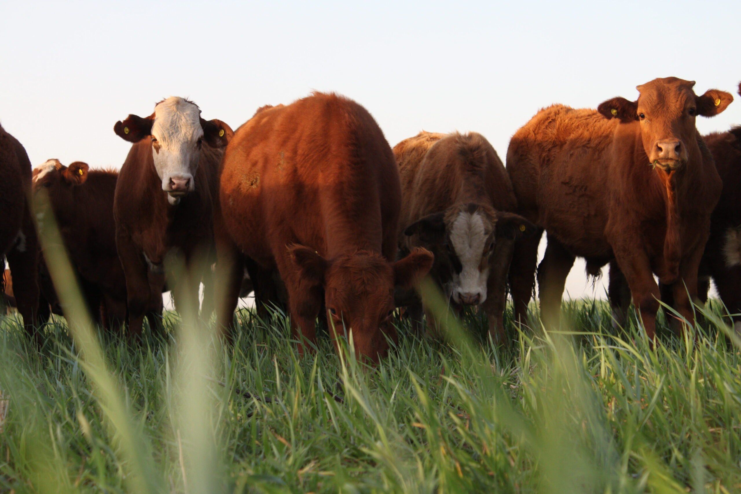 El mercado ganadero ante desafíos estructurales y coyunturales