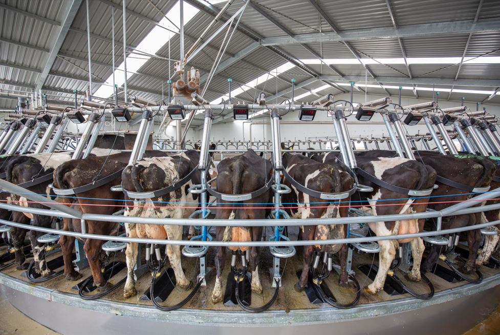 El ordeño inteligente posibilita una producción más eficiente y sostenible