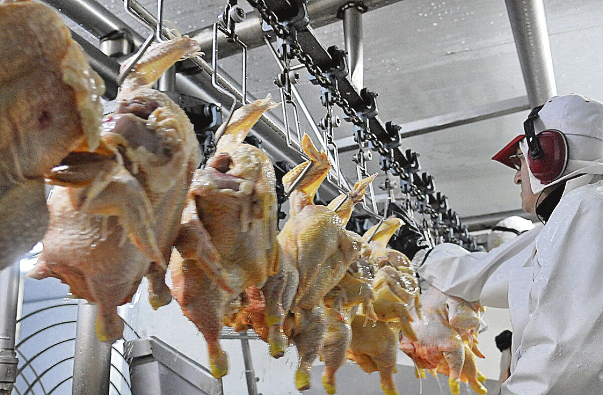 El impacto ambiental de la producción de carne de pollo