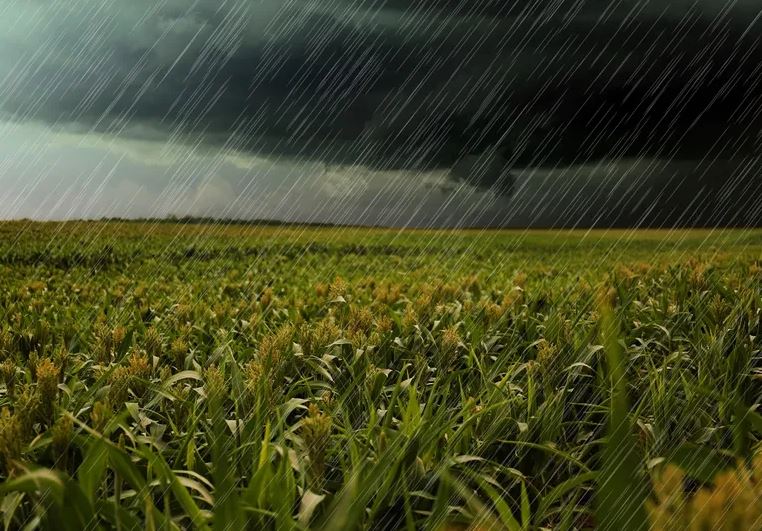 Excesos hídricos obligan a ajustes regionales en la siembra del trigo