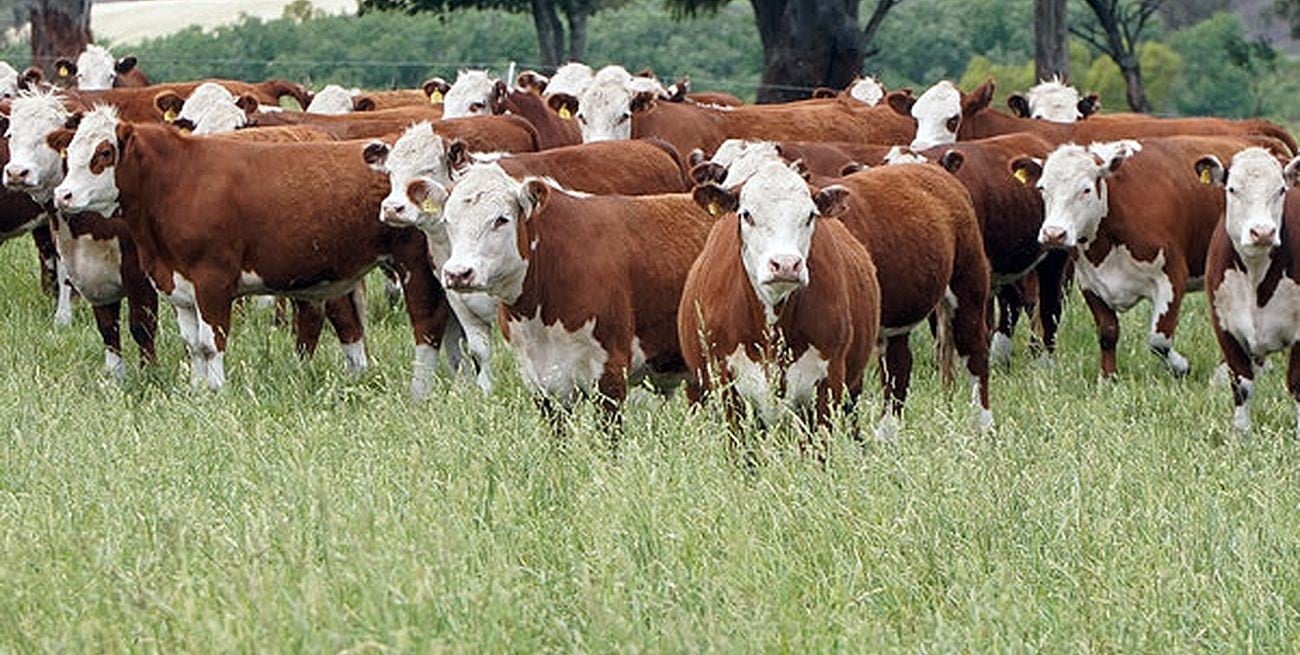 La caída de vientres enciende el alerta en el  sector ganadero
