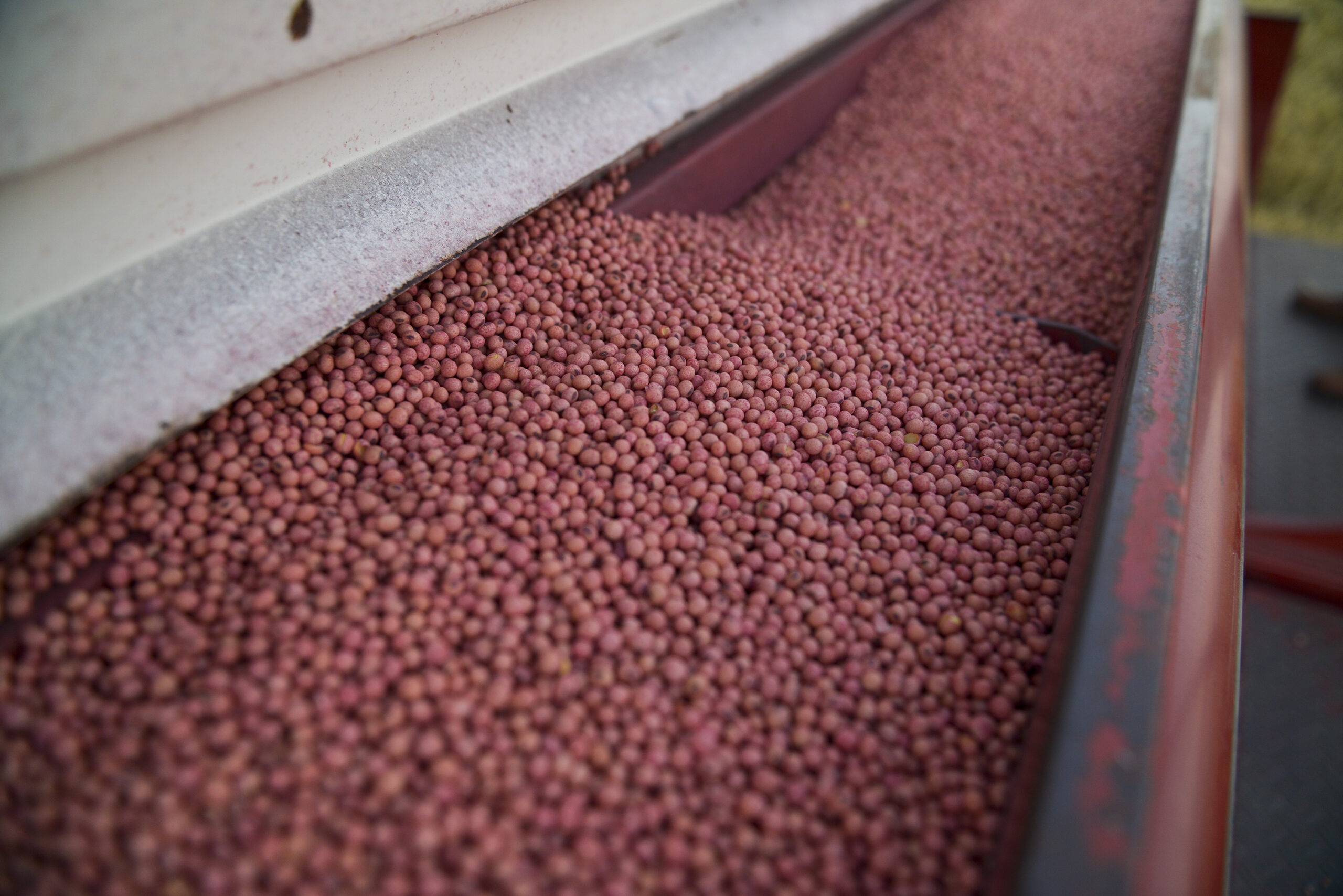 La cosecha de soja 2024/2025 creció 3,5%