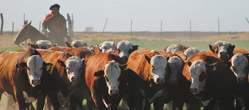 El costo del financiamiento afecta a la actividad ganadera