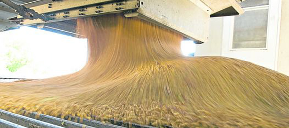 Molienda de soja en junio la mayor en cinco años