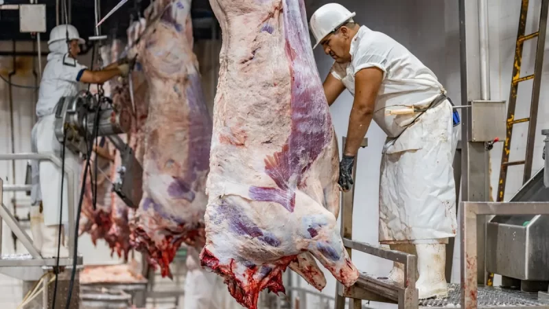 La industria frigorífica en agosto