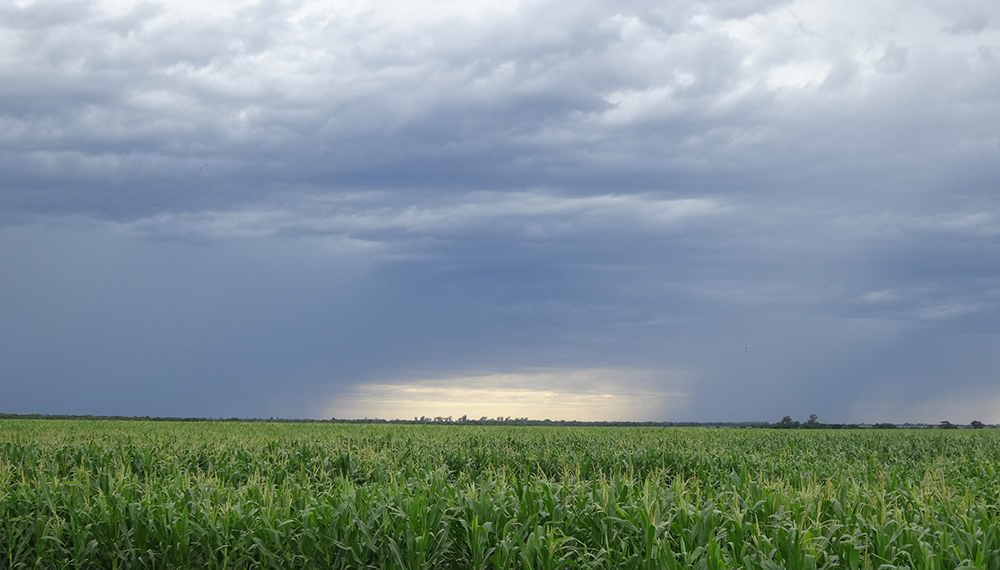 La condición hídrica de los cultivos demanda nuevas lluvias