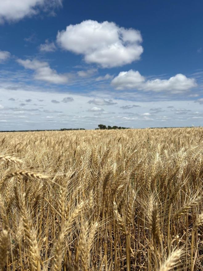Buen estado de los cultivos en el Noreste Argentino