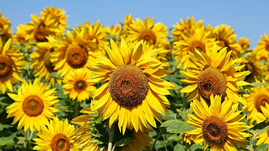 El 8° Congreso Argentino de Girasol será el 16 de abril próximo en Mar del Plata