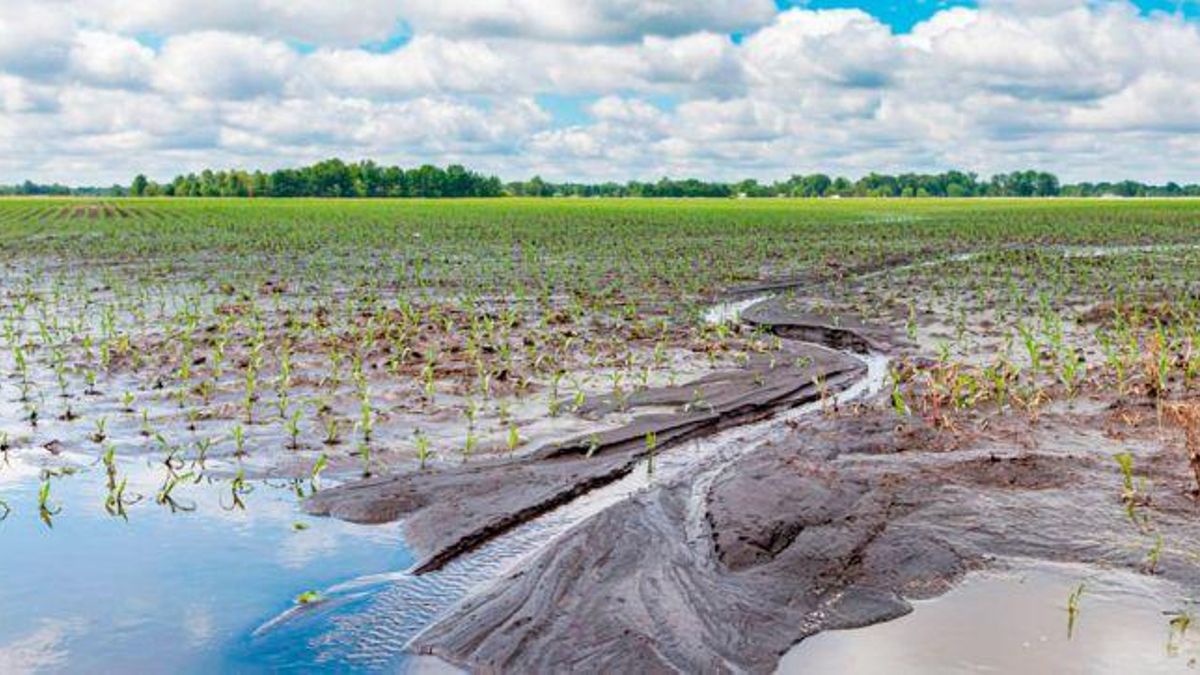La condición hídrica condiciona la siembra de soja en territorio bonaerense