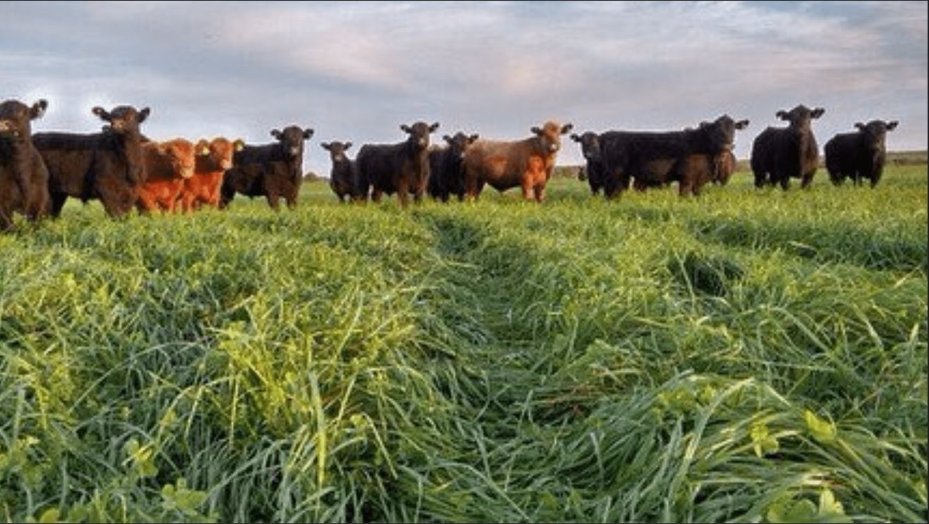 Pasturas 4.0: más diversidad para impulsar la recría