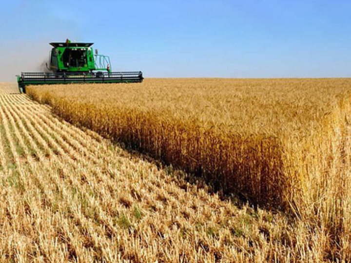 Rindes superiores elevan la proyección de trigo a 27,1 M ton