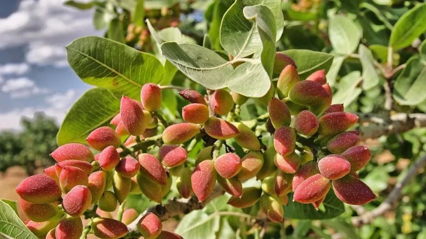 AgroFides impulsa un nuevo polo productivo de pistacho en San Juan