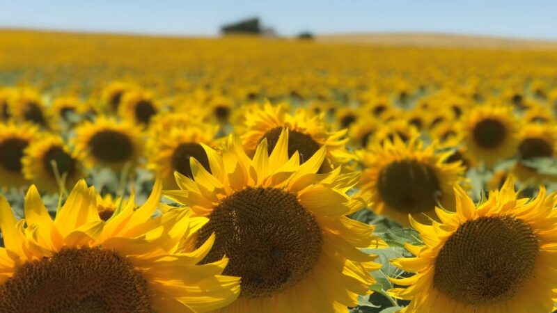 Cosecha récord para el girasol