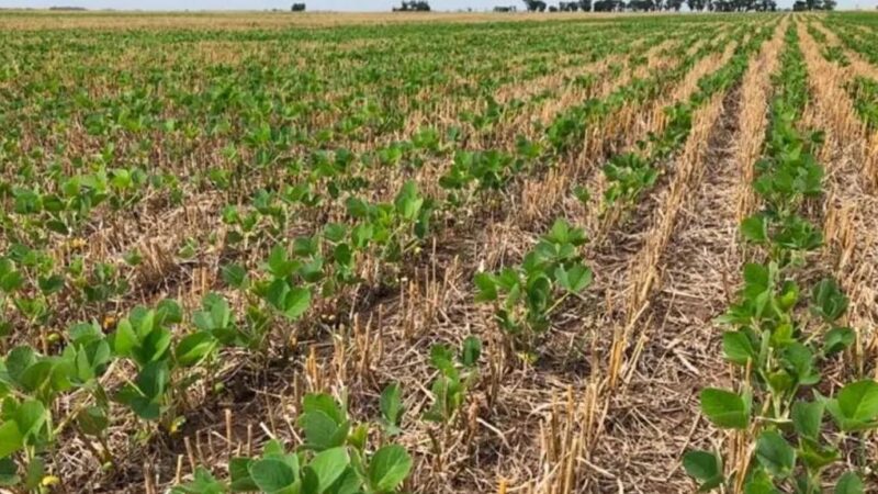 La escasez de lluvias empeoró la condición de los cultivos