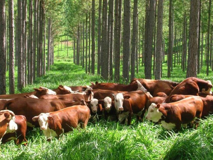 Los proyectos agroforestales certificados de Argentina se multiplican